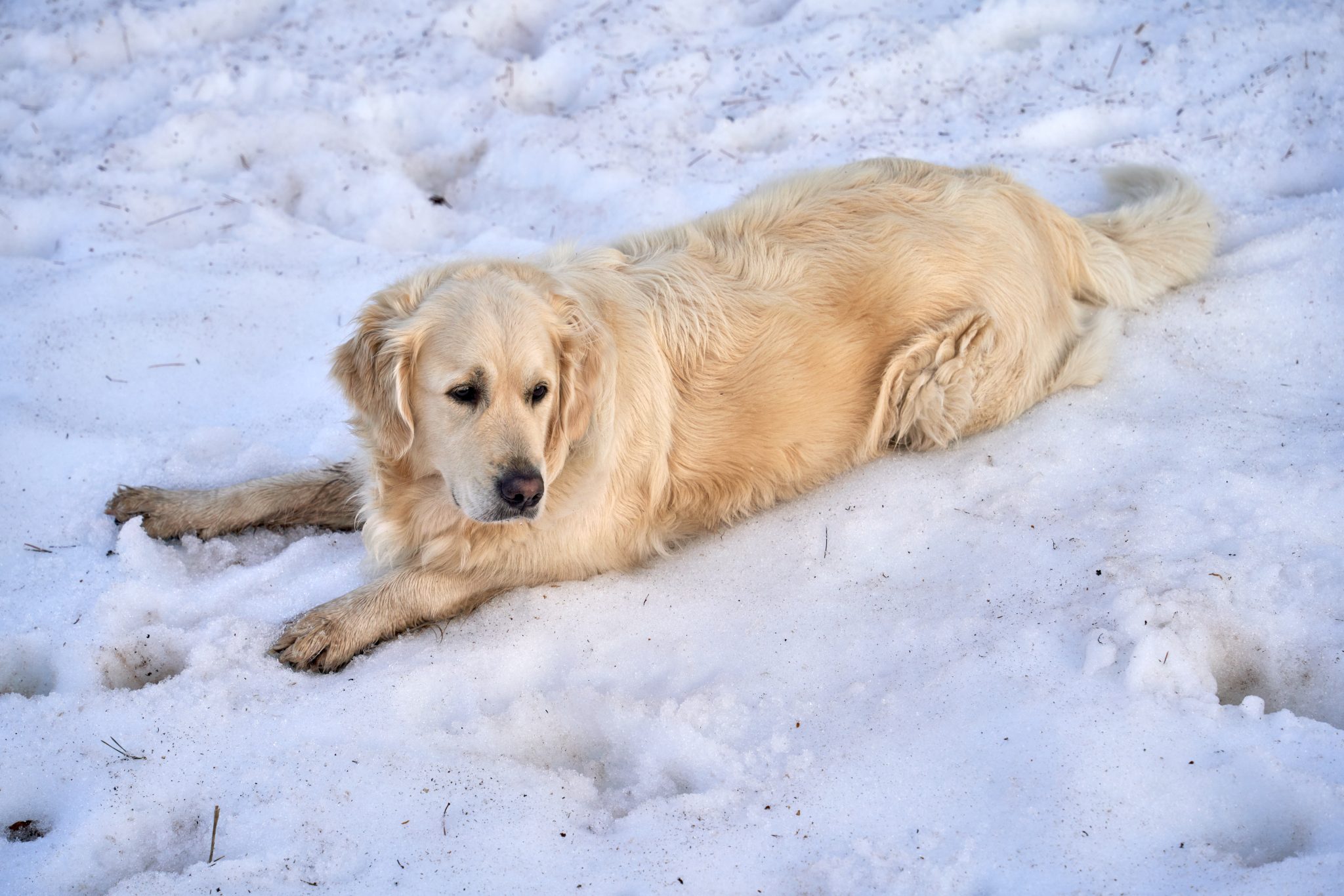 Comment savoir si un chien à froid ? Andesceltig